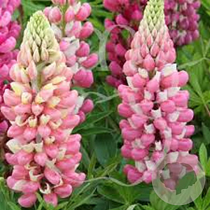 Lupinus 'Gallery Pink' GM P9