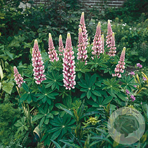 Lupinus 'Gallery Pink' GM P9