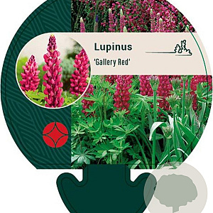 Lupinus 'Gallery Red' GM P9
