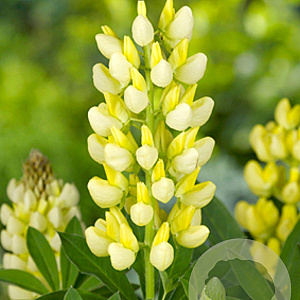 Lupinus 'Gallery Yellow' GM P9