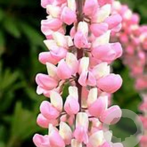 Lupinus 'Minarette' GM P9