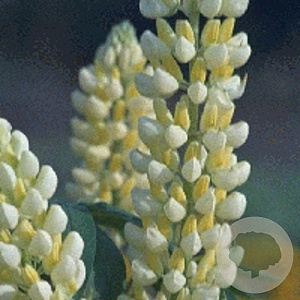 Lupinus 'Noble Maiden' GM P9