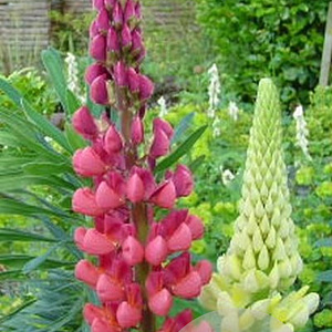 Lupinus polyphyllus GM P9