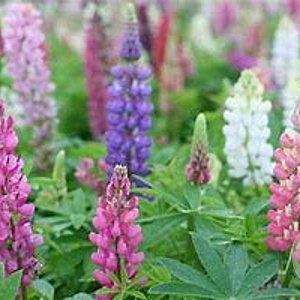 Lupinus Russell Hybrids GM P9