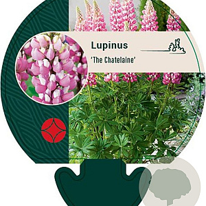 Lupinus 'The Chatelaine' GM P9