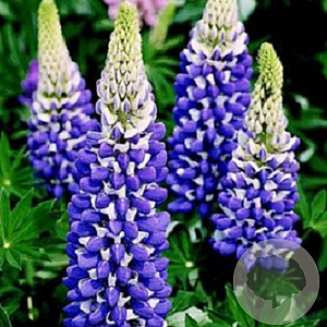 Lupinus 'The Governor' GM P9