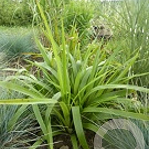 Luzula nivea 'Schattenkind' GM P9