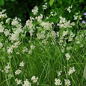 Luzula nivea 'Schneehäschen' GM P9