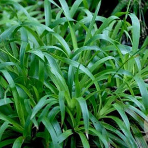 Luzula sylvatica 'Starmaker' GM P9