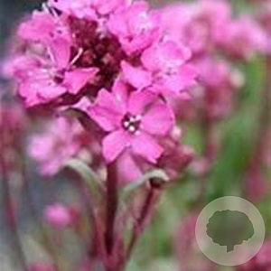 Lychnis alpina GM P9