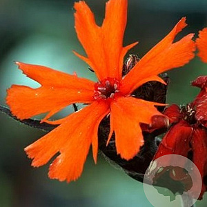 Lychnis arkwrightii 'Vesuvius' GM P9