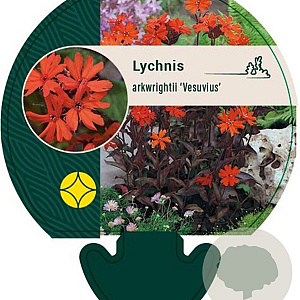 Lychnis arkwrightii 'Vesuvius' GM P9