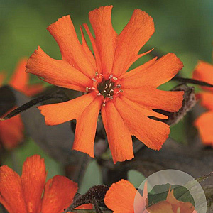 Lychnis arkwrightii 'Vesuvius' GM P9