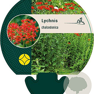 Lychnis chalcedonica GM P9