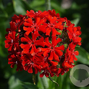 Lychnis chalcedonica GM P9