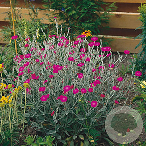 Lychnis coronaria GM P9