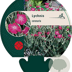 Lychnis coronaria GM P9