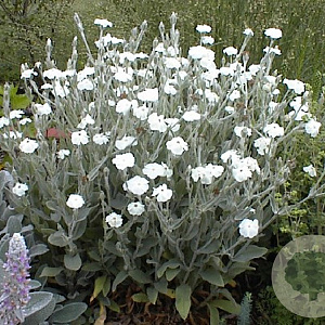 Lychnis coronaria 'Alba' GM P9