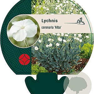 Lychnis coronaria 'Alba' GM P9