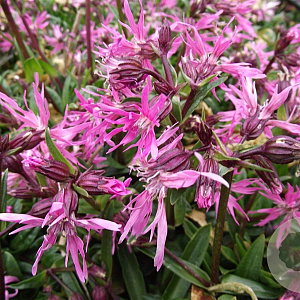 Lychnis flos-cuculi GM P9