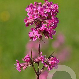Lychnis viscaria GM P9