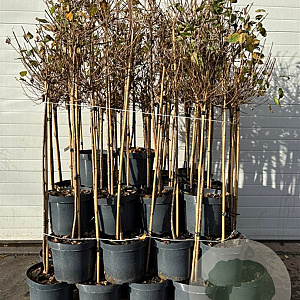 Hydrangea pan. 'Limelight' 90-100 HA 7,5L