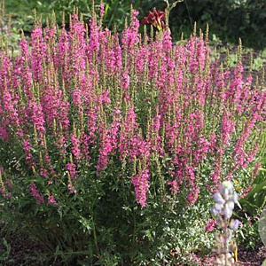 Lythrum salicaria 'Augenweide' GM P9