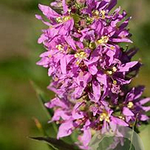 Lythrum virgatum GM P9