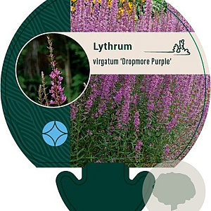 Lythrum virgatum 'Dropmore Purple' GM P9