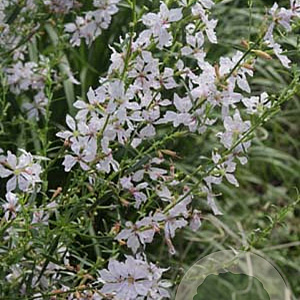 Lythrum virgatum 'White Swirl' GM P9