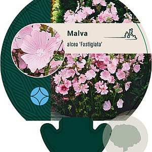 Malva alcea 'Fastigiata' GM P9