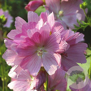 Malva alcea 'Fastigiata' GM P9
