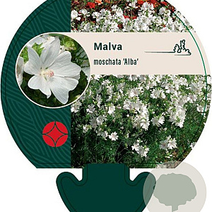 Malva moschata 'Alba' GM P9