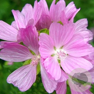 Malva moschata 'Rosea' GM P9
