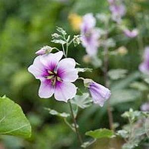 Lavatera maritima GM P9