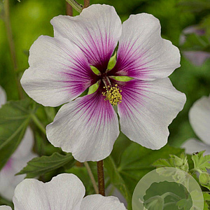 Lavatera maritima GM P9
