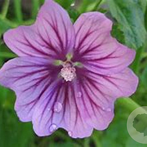 Malva sylvestris 'Mistic Merlin' GM P9