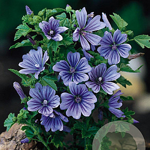 Malva sylvestris 'Primley Blue' GM P9