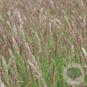 Melica ciliata GM P9