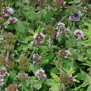 Mentha aquatica GM P9