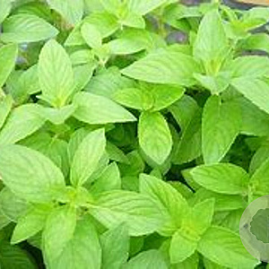 Mentha 'Hillary's Sweet Lemon' GM P9