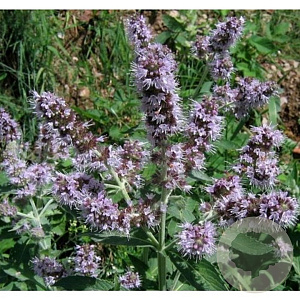 Mentha longifolia 'Buddleia' GM P9