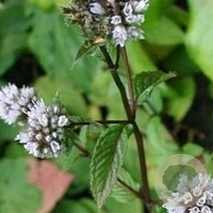 Mentha piperita GM P9