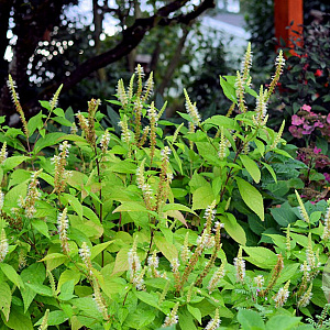 Leucosceptrum jap. 'Golden Angel' GM P9