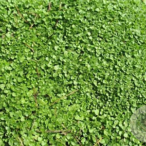 Mentha requienii 'Corsica' GM P9