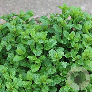 Mentha sivata GM P9