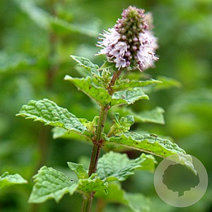 Mentha spicata 'Moroccan' GM P9