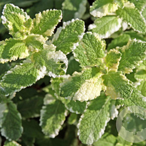 Mentha suaveolens 'Variegata' GM P9