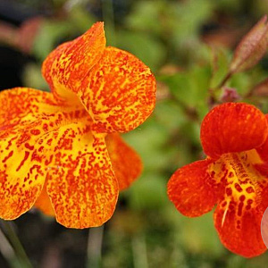 Mimulus 'Orange Glow' GM P9