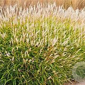Miscanthus oligostachyus GM P9